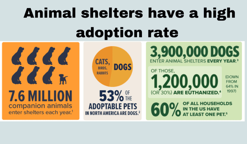 Animal shelters have a high adoption rate
