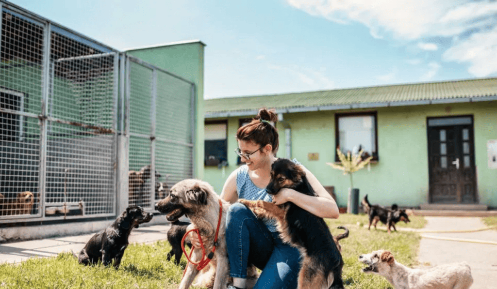 Animal shelters provide a safe place for animals