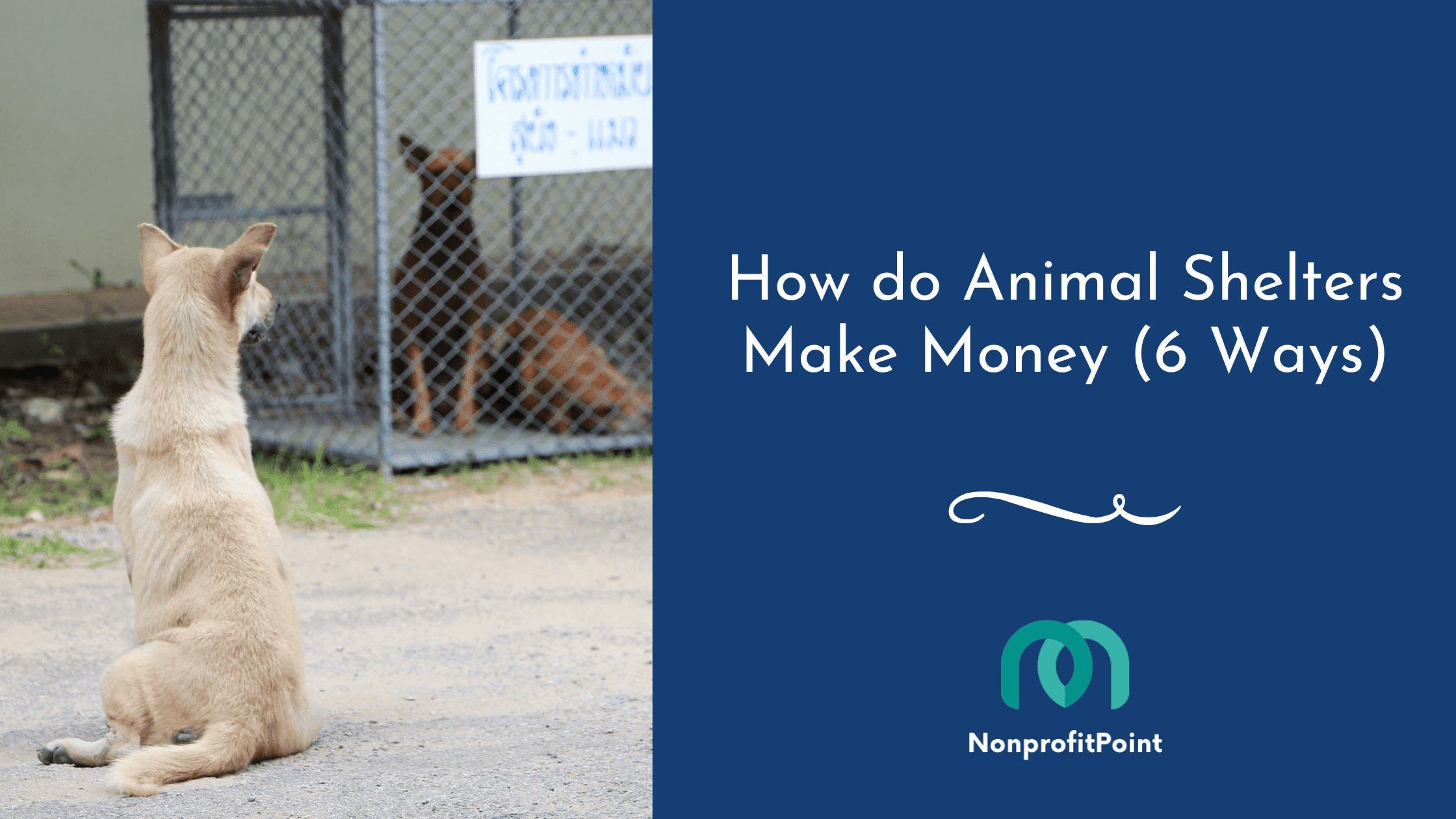 How do Animal Shelters Make Money (6 Ways)