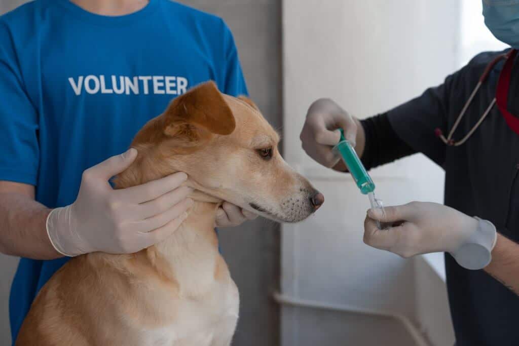 administering medication of animals