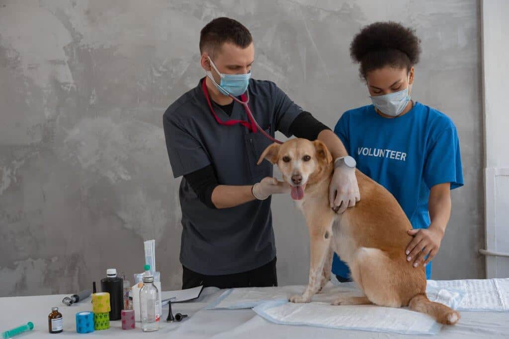 cleaning after animals