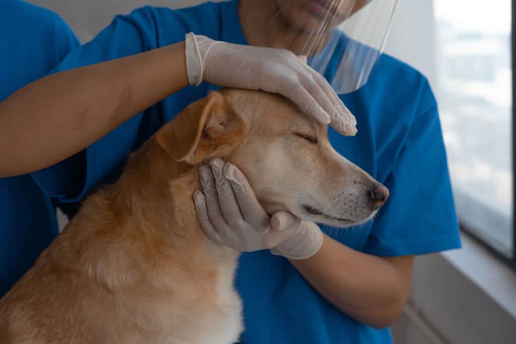 preparing for the day in an animal shelter