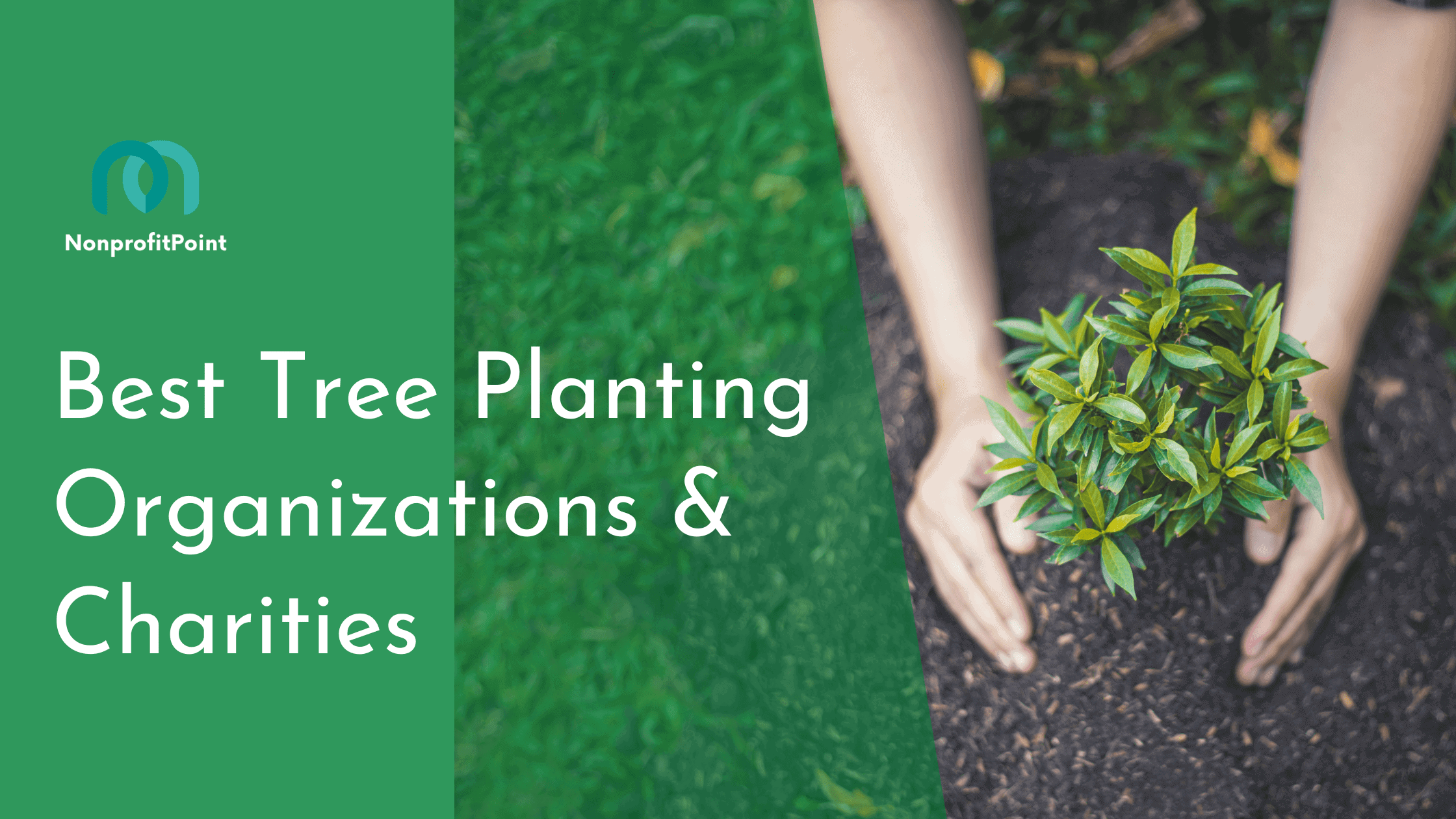 tree planting organizations