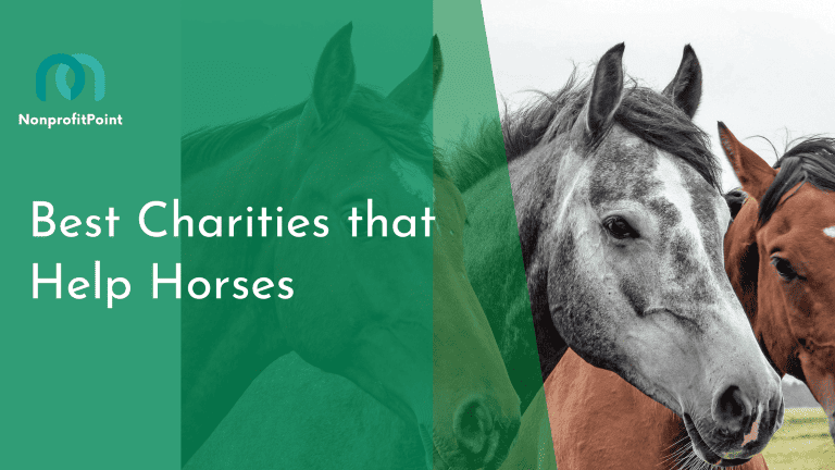 9 Best Charities that Help Horses | Full List with Details