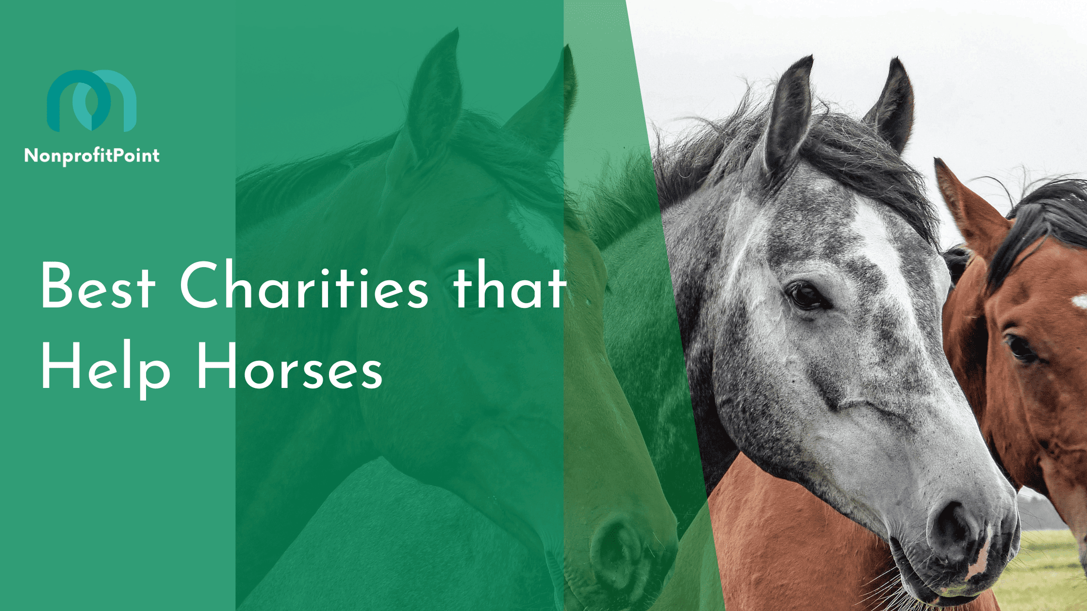 Best Charities that Help Horses