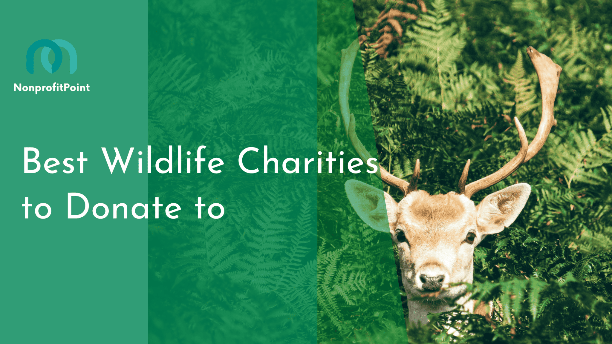 11 Best Wildlife Charities to Donate to in 2023 & Beyond | Nonprofit Point