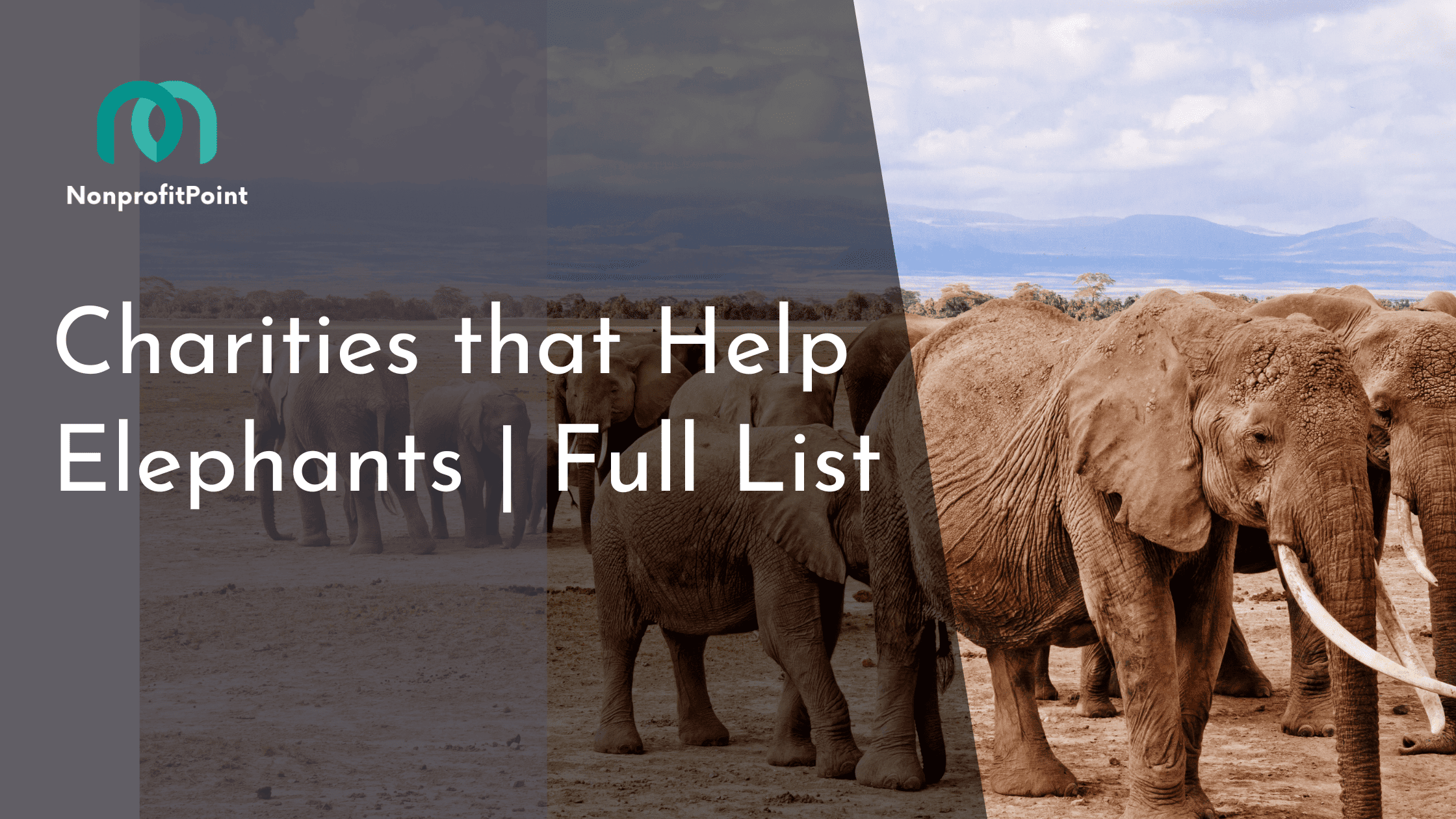 Charities that Help Elephants