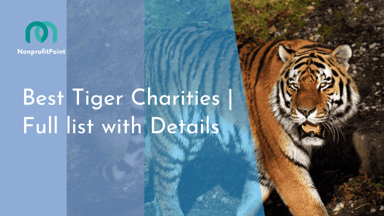 10 Best Tiger Charities to Donate to | Full list with Details