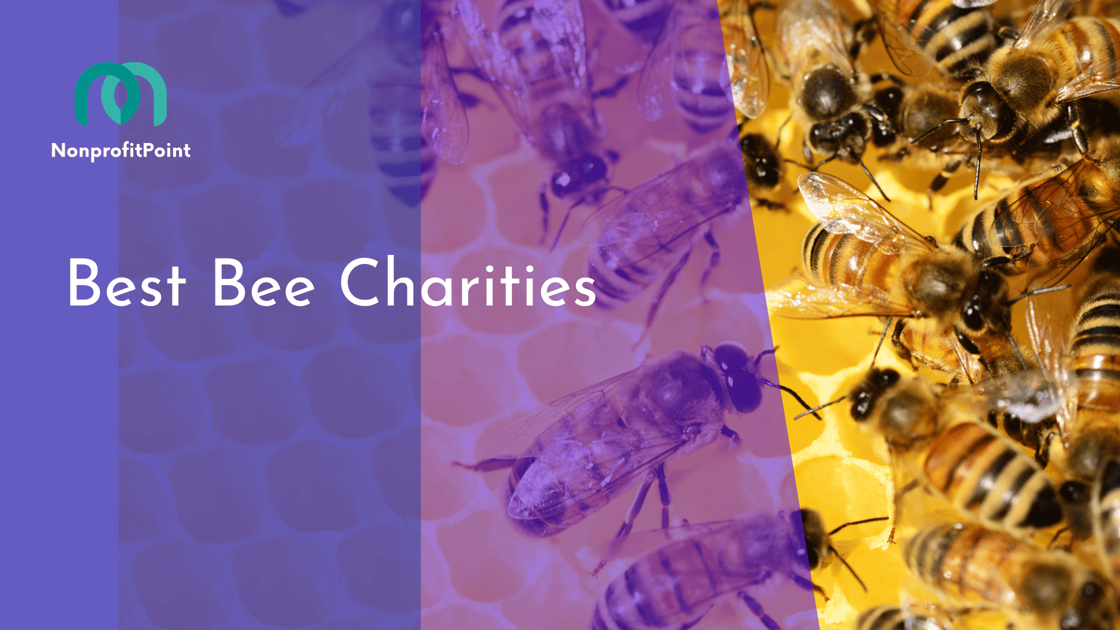 Best Bee Charities