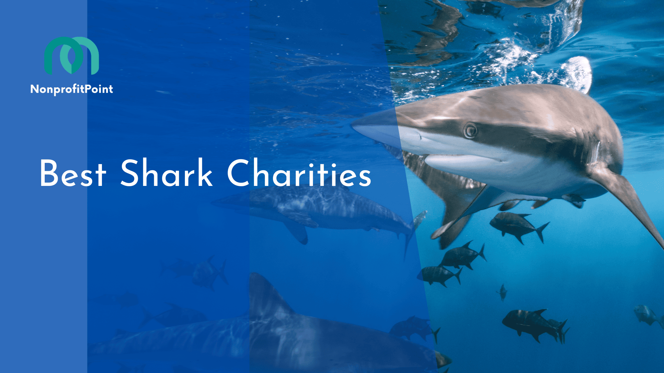 Best Shark Charities