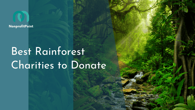 9 Best Rainforest Charities to Donate in 2023 | Full List with Details
