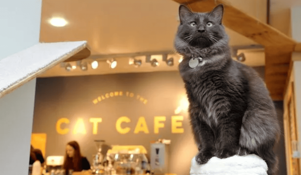 Cat Cafe Fundraiser