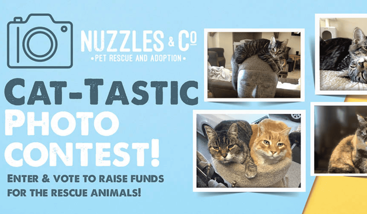 10 Purrfectly Creative Fundraiser Ideas for Cat and Rescue ...