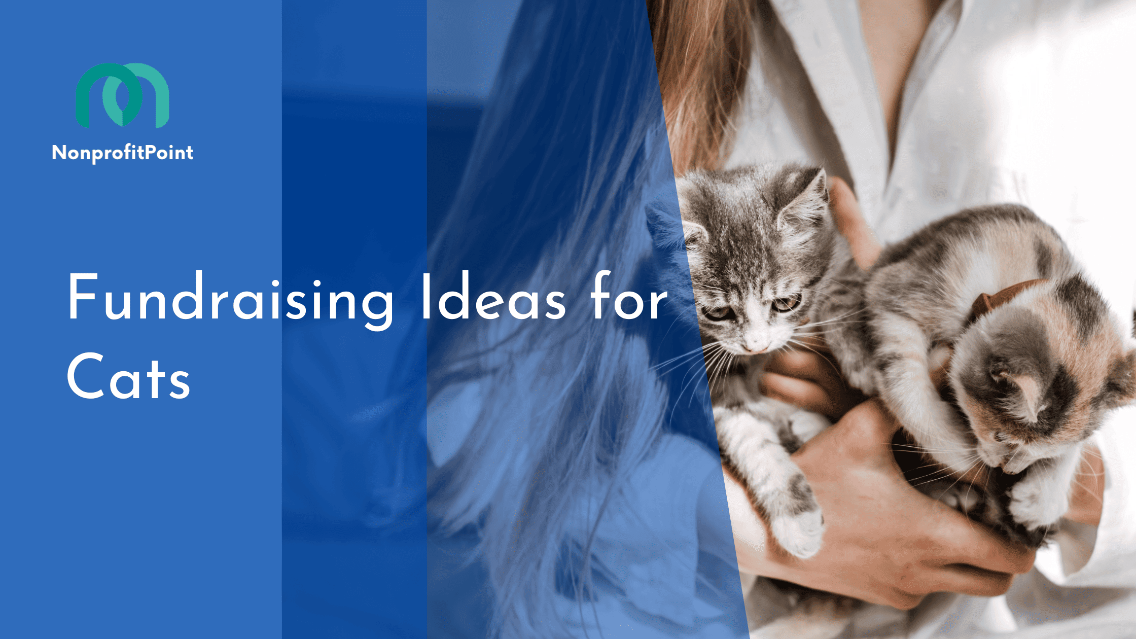 Fundraising Ideas for Cats