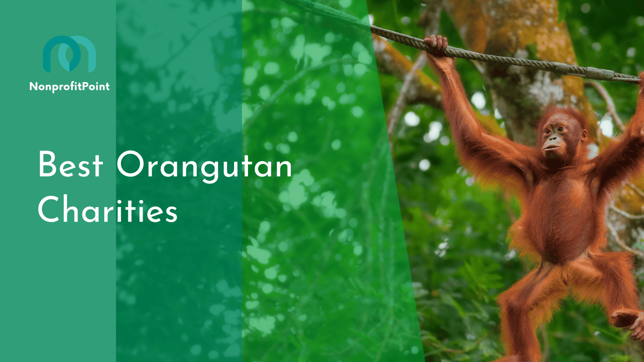 9 Best Palestinian Charities to Donate to | Full List with Details