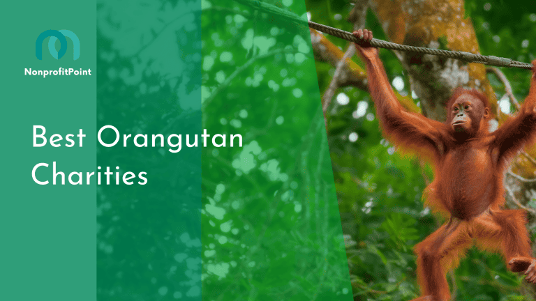 Discover the 10 Best Orangutan Charities: Make a Difference for These Endangered Apes