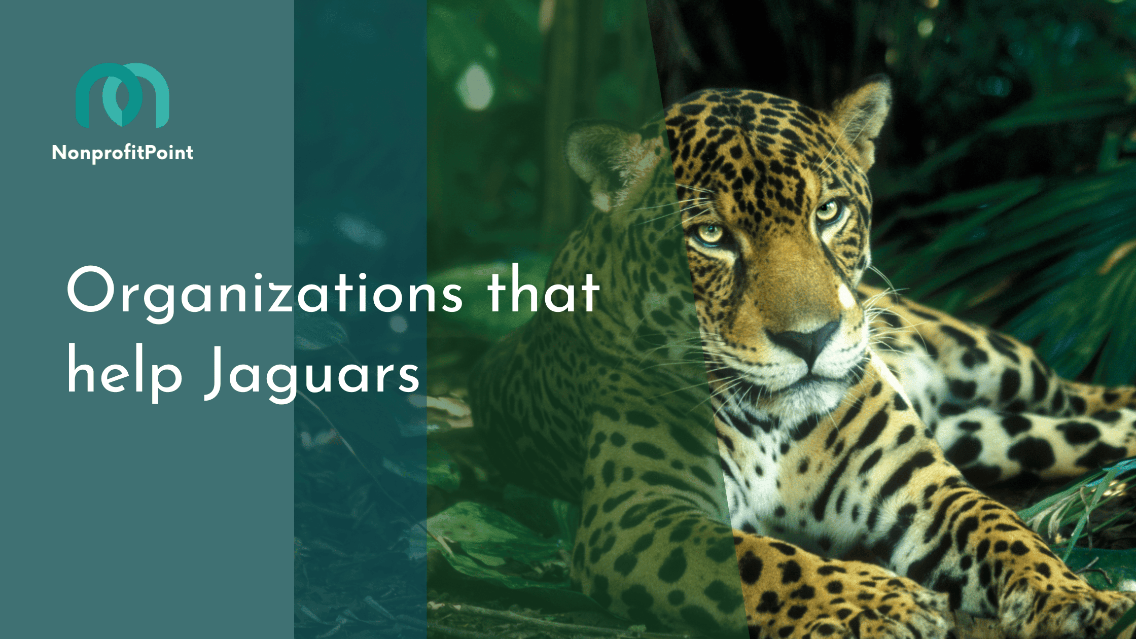 Organizations that help Jaguars