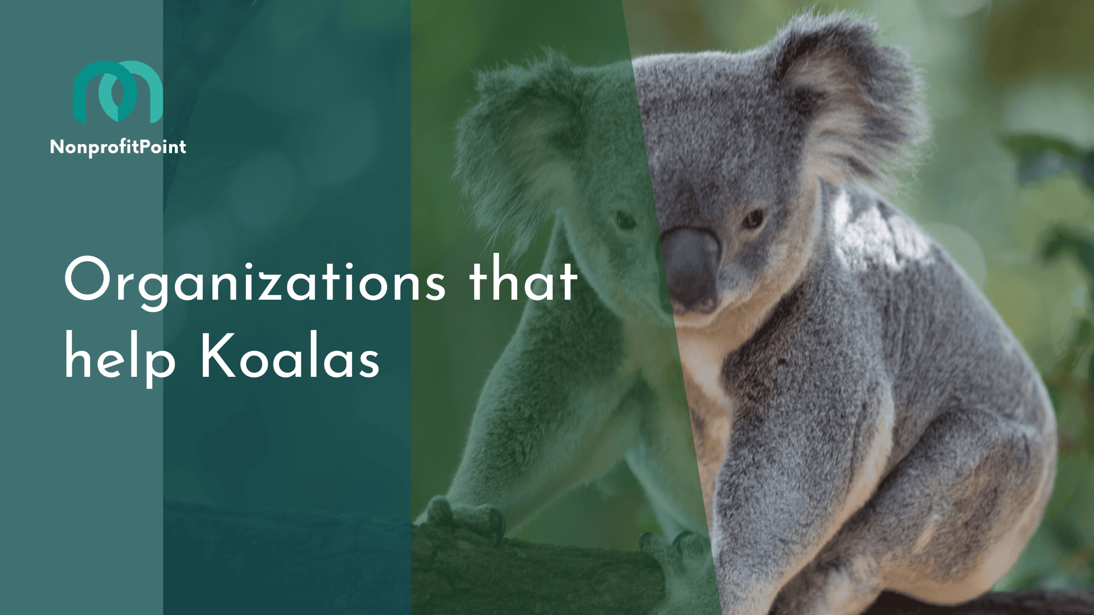 Organizations that help Koalas