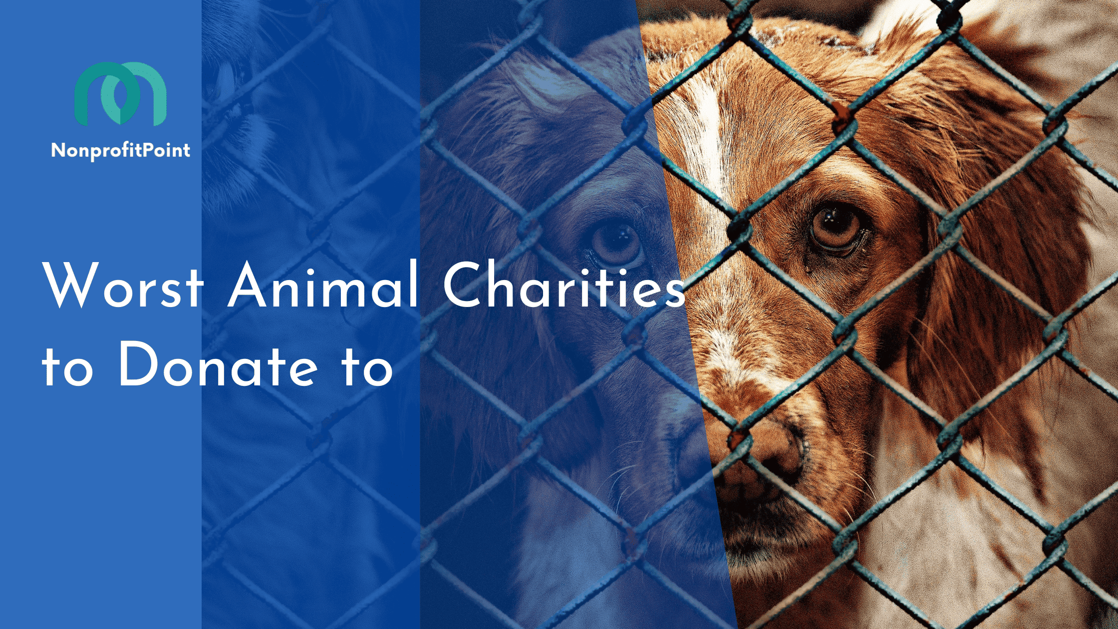 Worst Animal Charities to Donate to