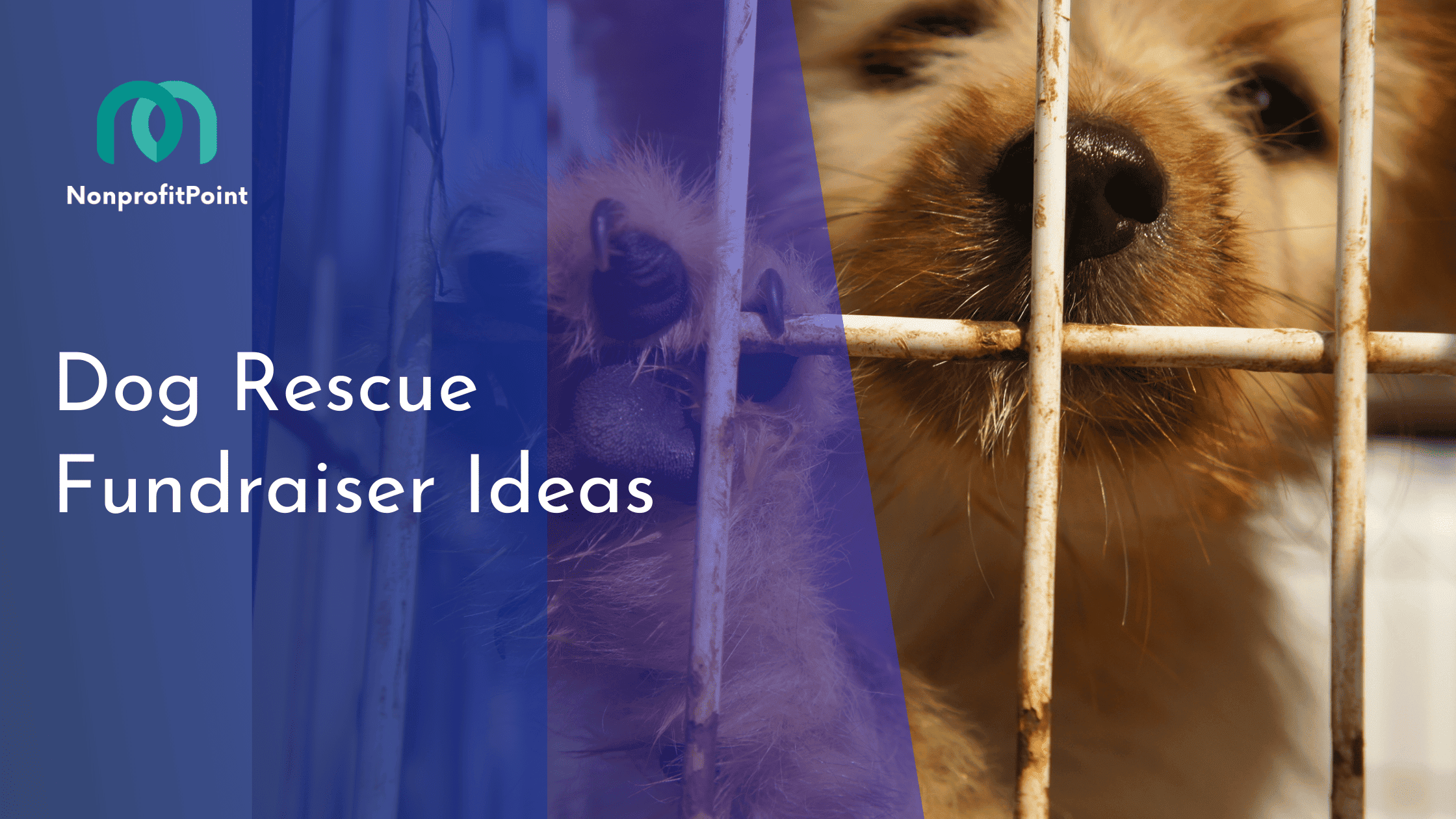 Dog Rescue Fundraiser Ideas