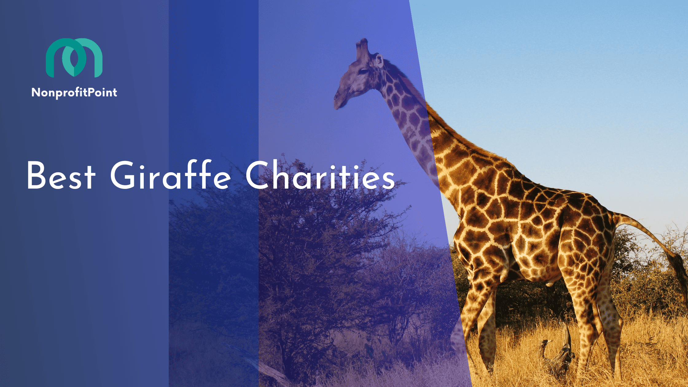 Best Giraffe Charities