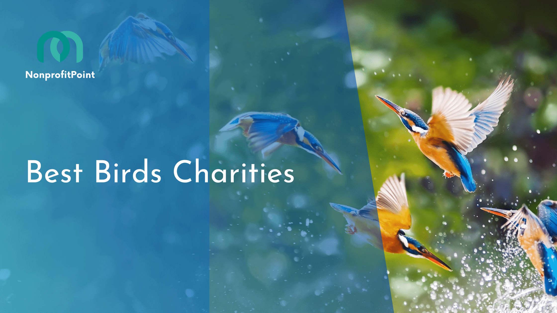 Best Birds Charities