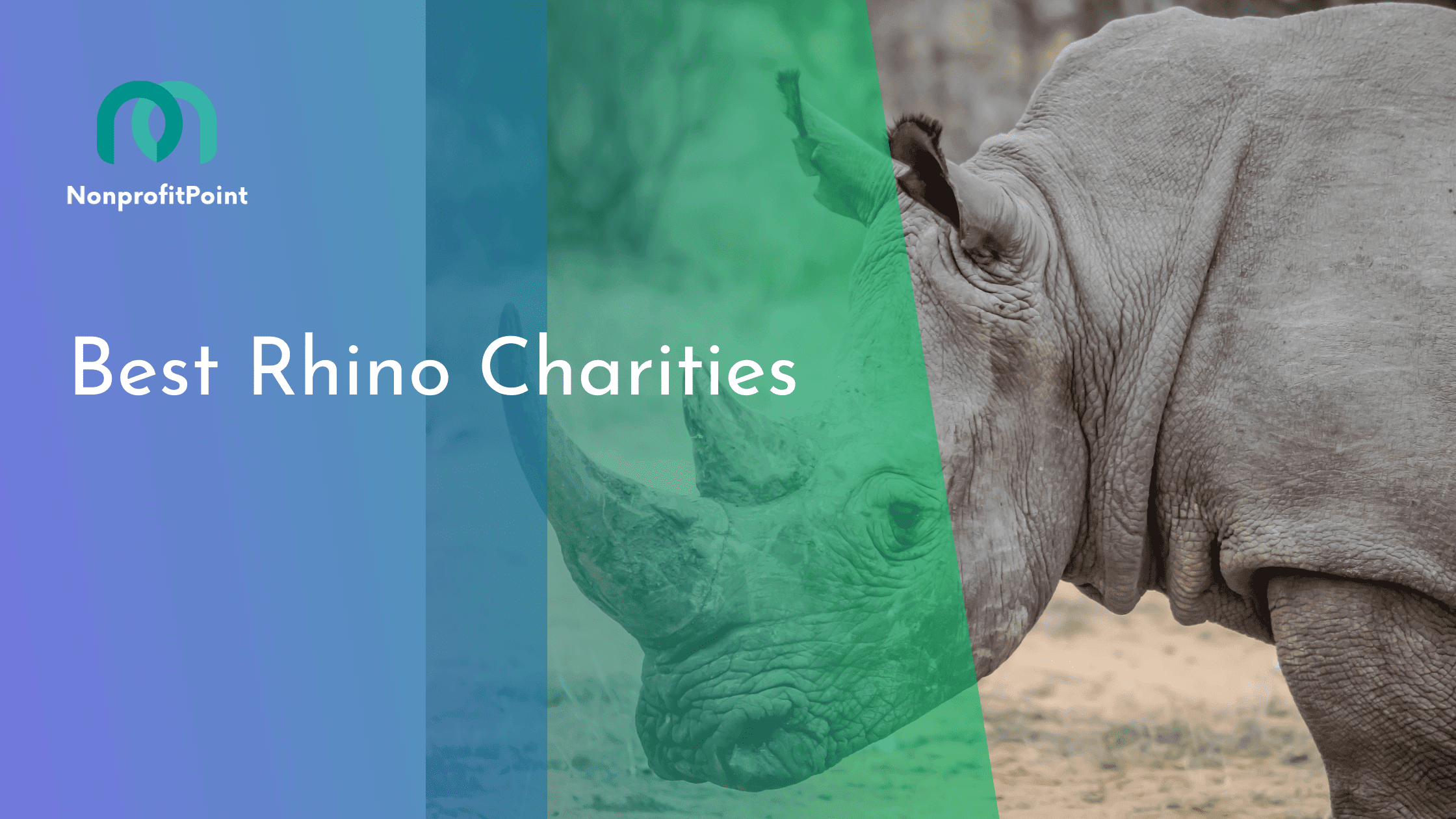 Best Rhino Charities