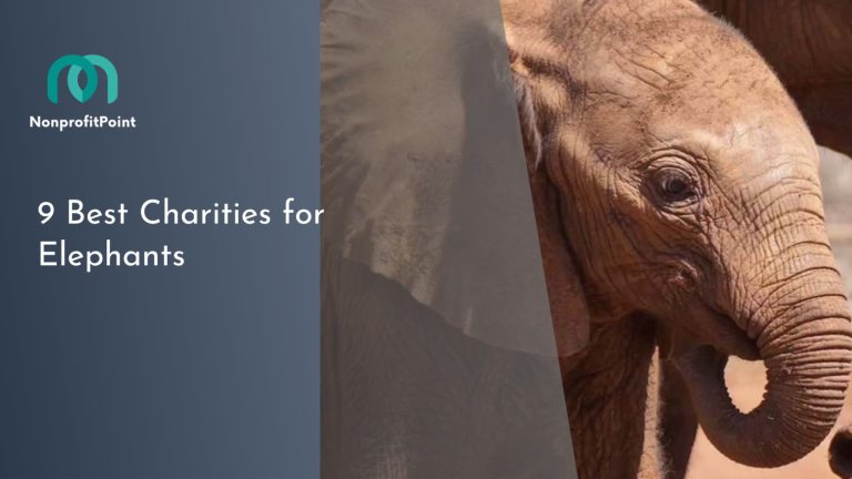 9 Best Charities for Elephants | Support Elephant Conservation Today