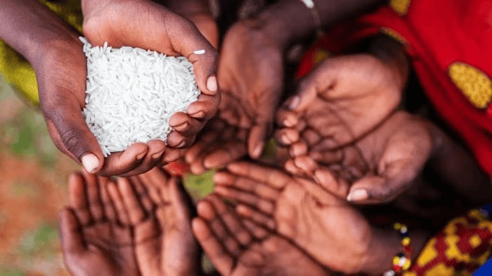 Close-up of diverse hands receiving rice grains, symbolizing food sharing and community support.