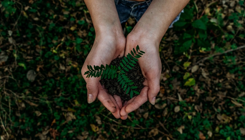 Hands holding young plant seedling